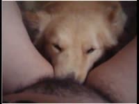 Brown dog eating the hairy pussy of beastiality lover